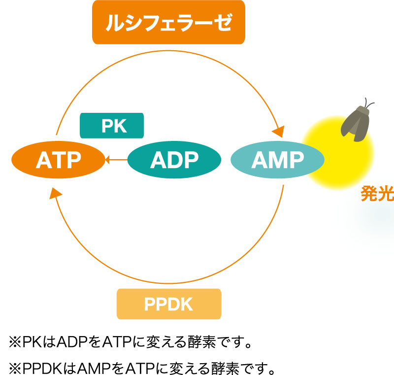 ATPサイクリング法