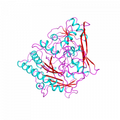 Cholesterol Oxidaseコレステロールオキシダーゼ