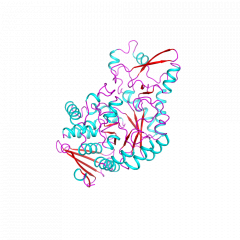 Sucrose Phosphorylaseシュークロースホスホリラーゼ